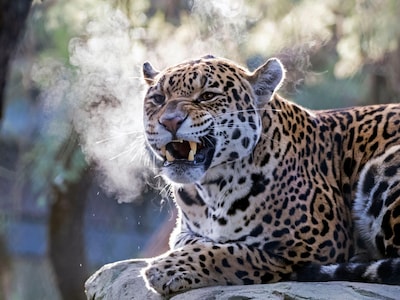 ARTIS-Park tickets met korting