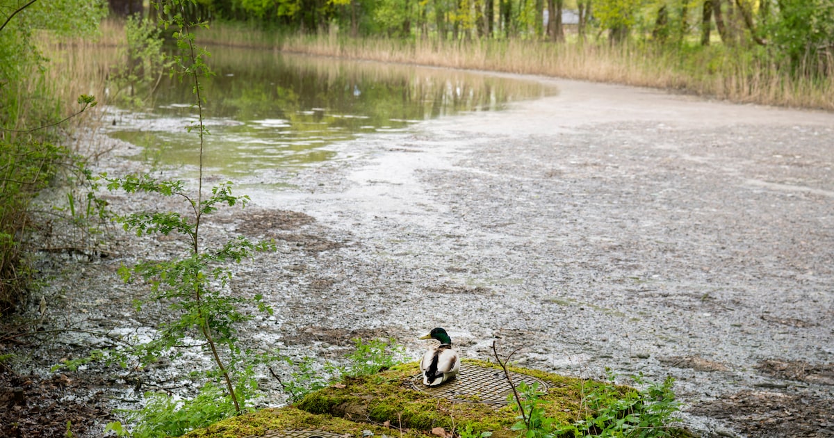 Veel amfetamine aangetroffen bij eerste rioolwatermeting in Harlingen