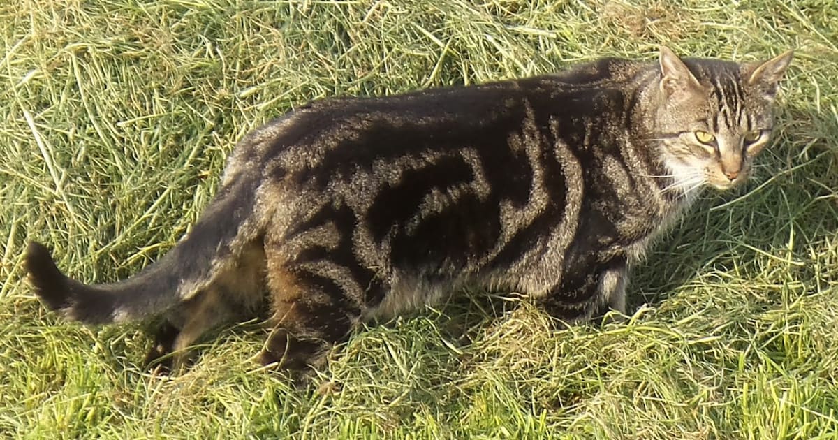 Heb jij Mozes of Puk gezien? Deze twee huisdieren worden in Leeuwarden vermist