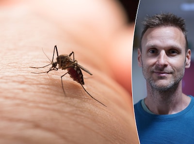 Tropical disease chikungunya now seen in Europe: how to recognize it according to a doctor