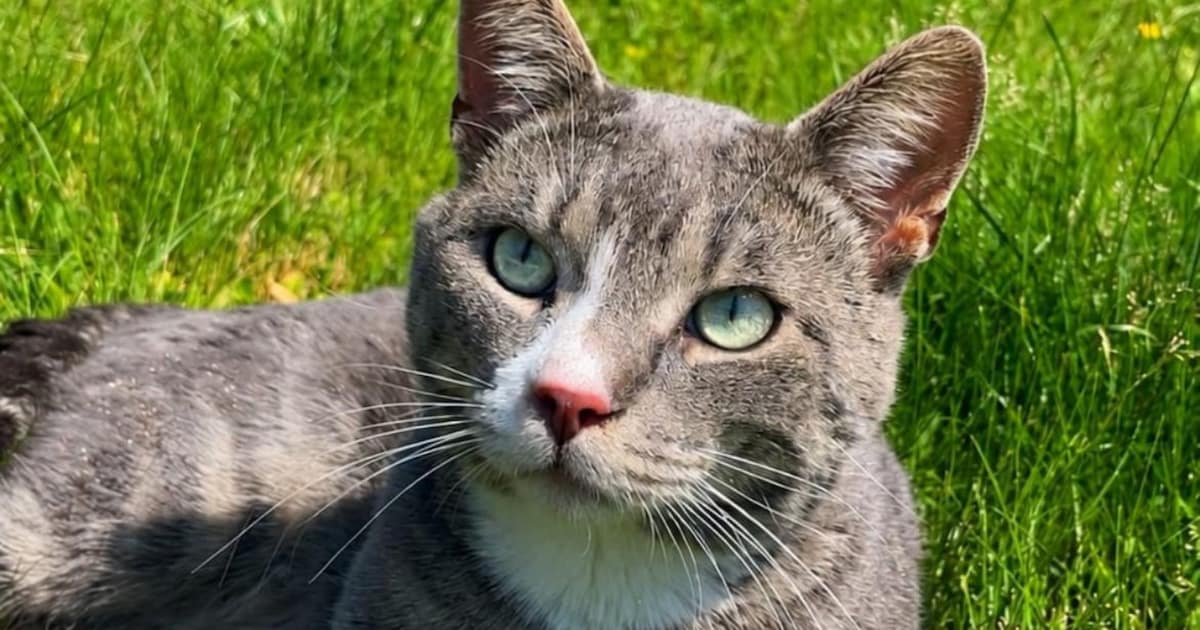 Heb jij Joopie gezien? Dit huisdier wordt in Hardenberg vermist