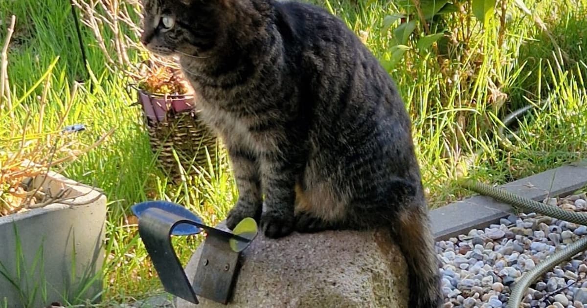 Heb jij Sjakie of Simmie gezien? Deze twee huisdieren worden in Aa en Hunze vermist