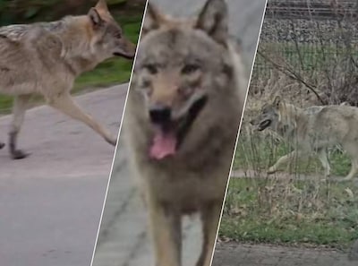Hengelo in de ban van ‘wolf’: ‘Ik zag hem aan een klein meisje snuffelen’