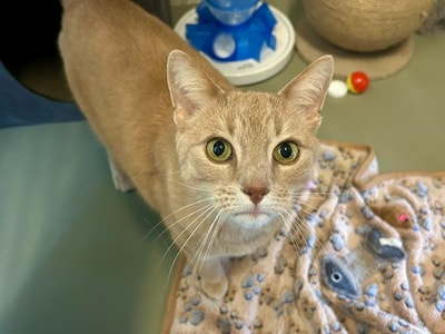 Knappe kater Dexter zoekt thuis vol vertrouwen en gezelligheid