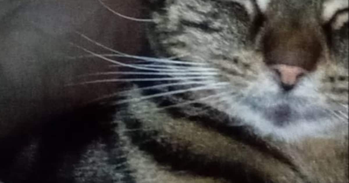 Heb jij Billie gezien? Dit huisdier wordt in Uitgeest vermist