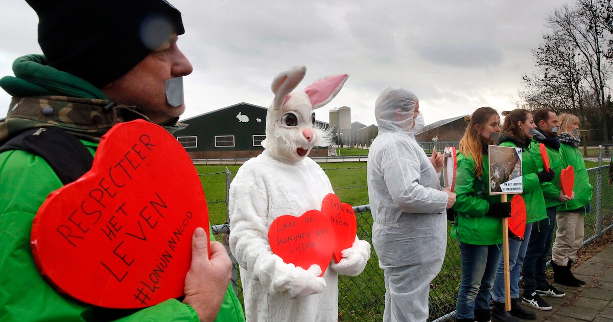 Konijn in Nood gaat met fakkels en spandoeken protesteren tegen fokkerij in Leerbroek