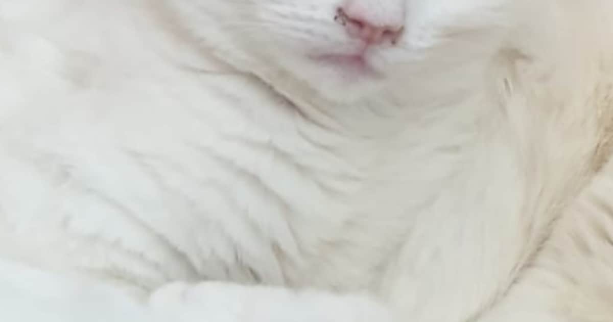 Heb jij Grada gezien? Dit huisdier wordt in Den Helder vermist