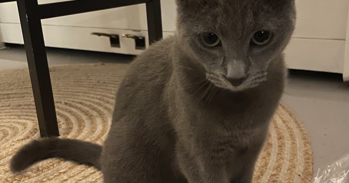 Heb jij Saartje, Mimi of Joep gezien? Deze zes huisdieren worden in Heemskerk vermist