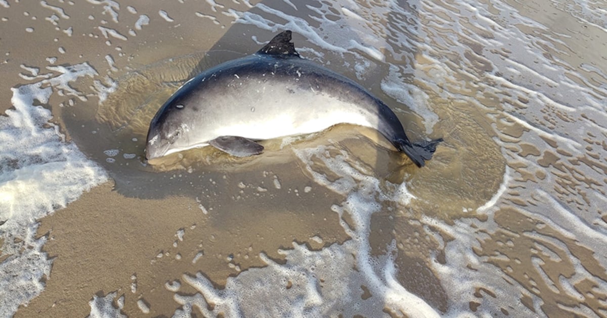 Ecomare redt levende bruinvis op Texel