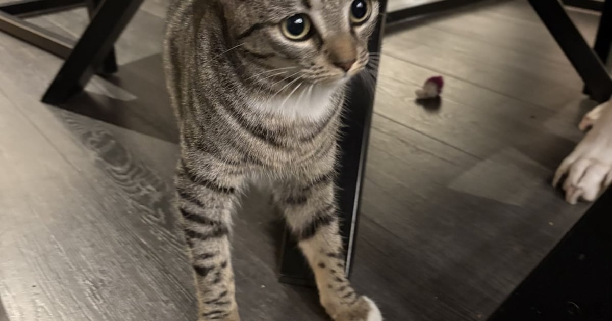 Heb jij Bobbi of Kiara gezien? Deze twee huisdieren worden in Zeist vermist