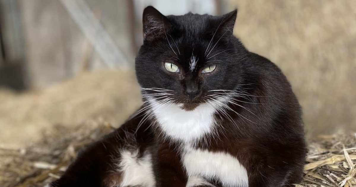 Heb jij Nala, Coco of Blacky gezien? Deze vier huisdieren worden in Westerveld vermist