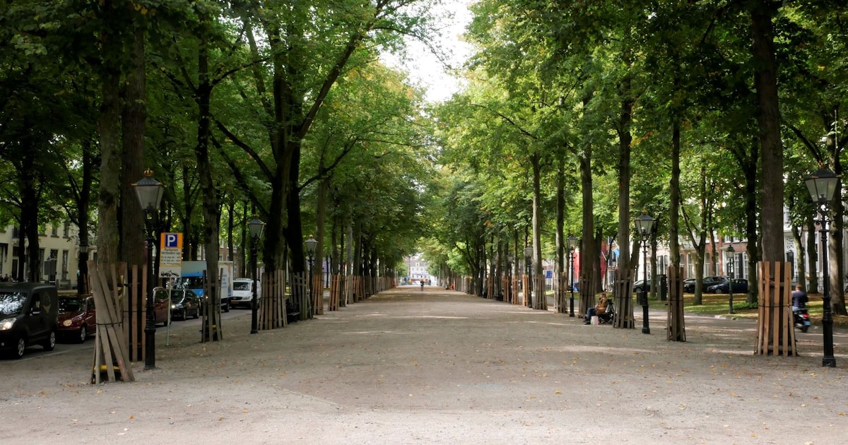 Mysterie opgelost: waarom de bomen op het Voorhout zo vroeg hun blaadjes lieten vallen