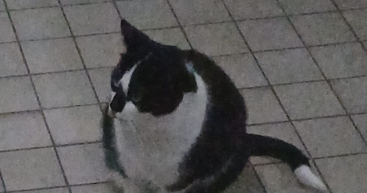 Heb jij Lowkey, Bob of Alex gezien? Deze vier huisdieren worden in Leudal vermist