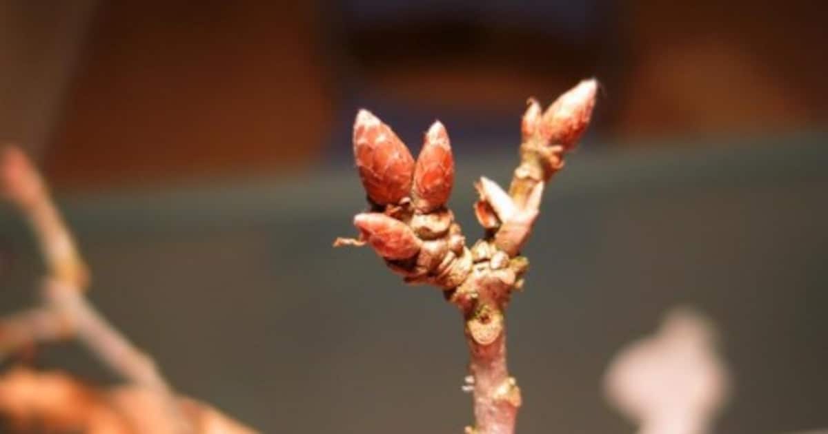 Boomknoppenwandeling in het Staelduinse Bos in Naaldwijk op 8 februari