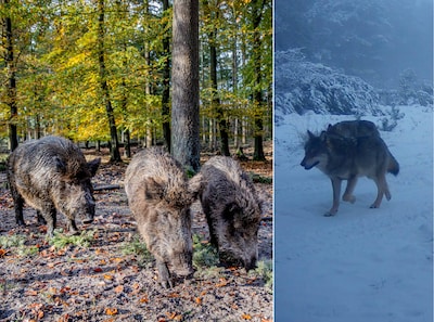 Minder wilde zwijnen door wolven? ‘De populatie schiet juist omhoog’; dit zeggen deskundigen erover