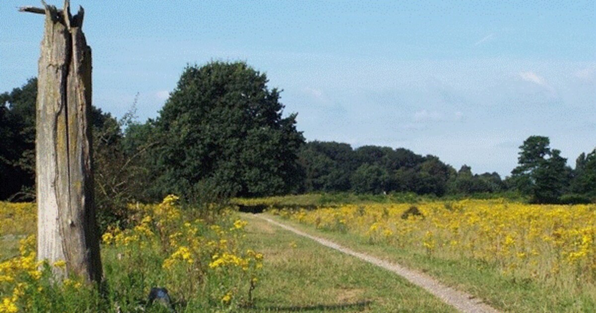 Natuurvereniging KNNV houdt excursie naar het Langven bij Langenboom