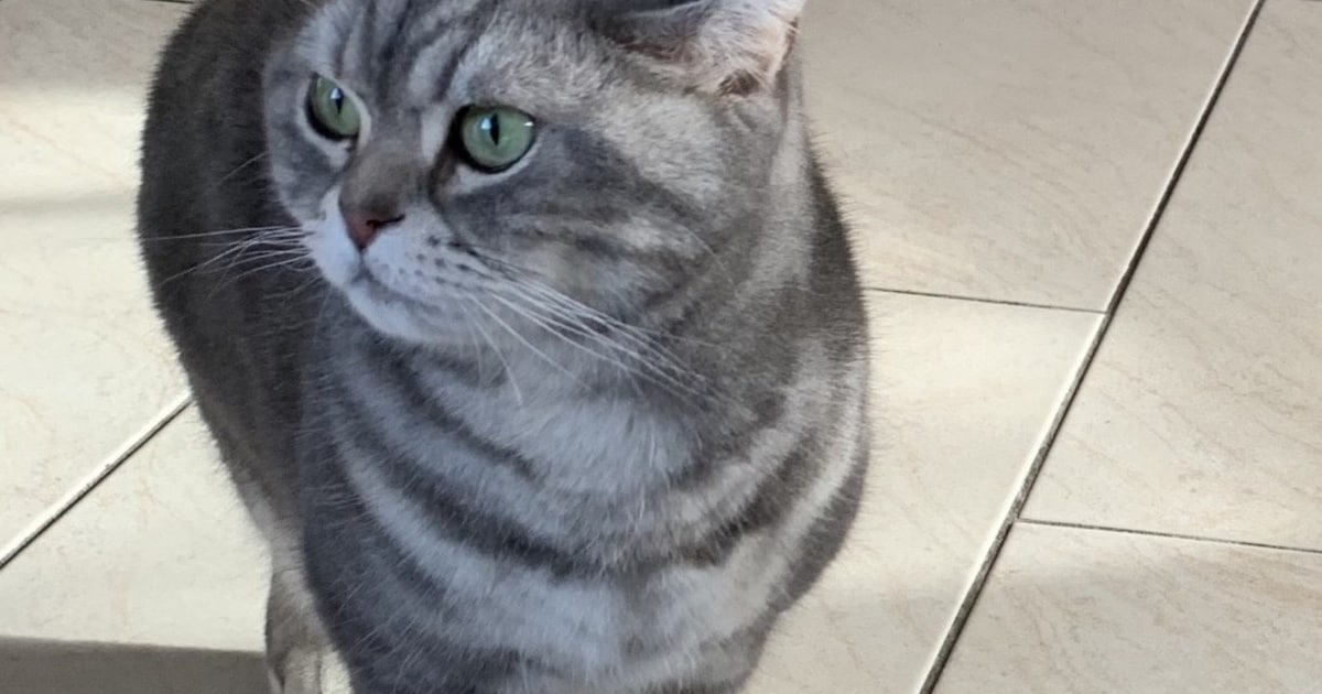 Heb jij Mor, Luna of Blue gezien? Deze vier huisdieren worden in Almere vermist