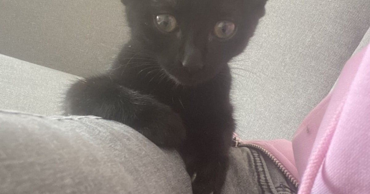 Heb jij Diva, Billy of Bennie gezien? Deze acht huisdieren worden in Haarlem vermist
