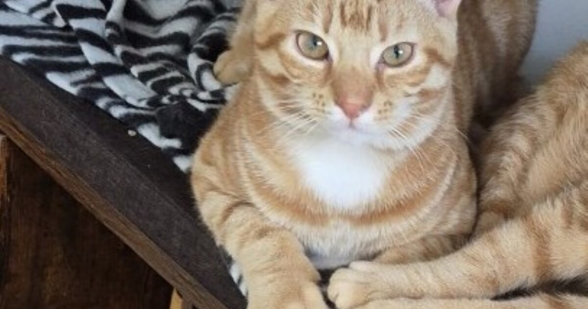 Heb jij Georgie gezien? Dit huisdier wordt in Aalsmeer vermist