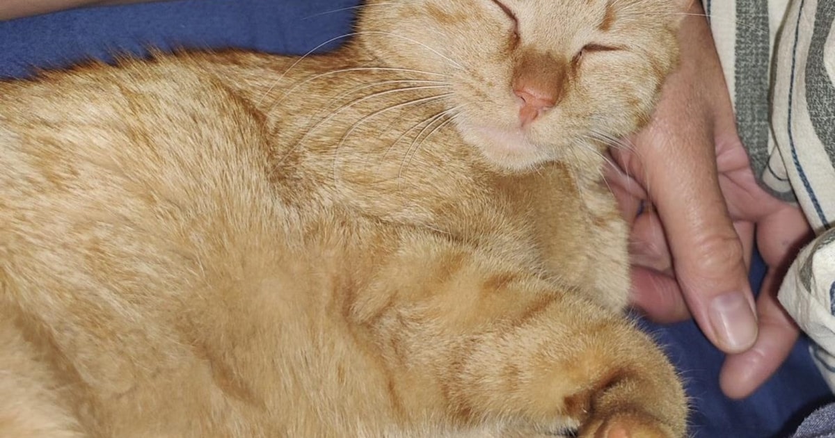 Heb jij Maze of Coco gezien? Deze twee huisdieren worden in Horst aan de Maas vermist