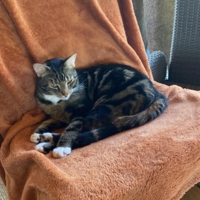 Heb jij Panchi of Trouble gezien? Deze twee huisdieren worden in Doetinchem vermist