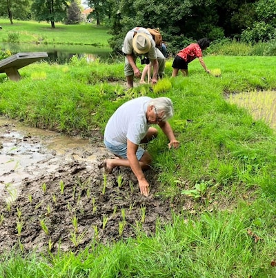 Rijstplantdag bij Sawah Belanda in Arnhem