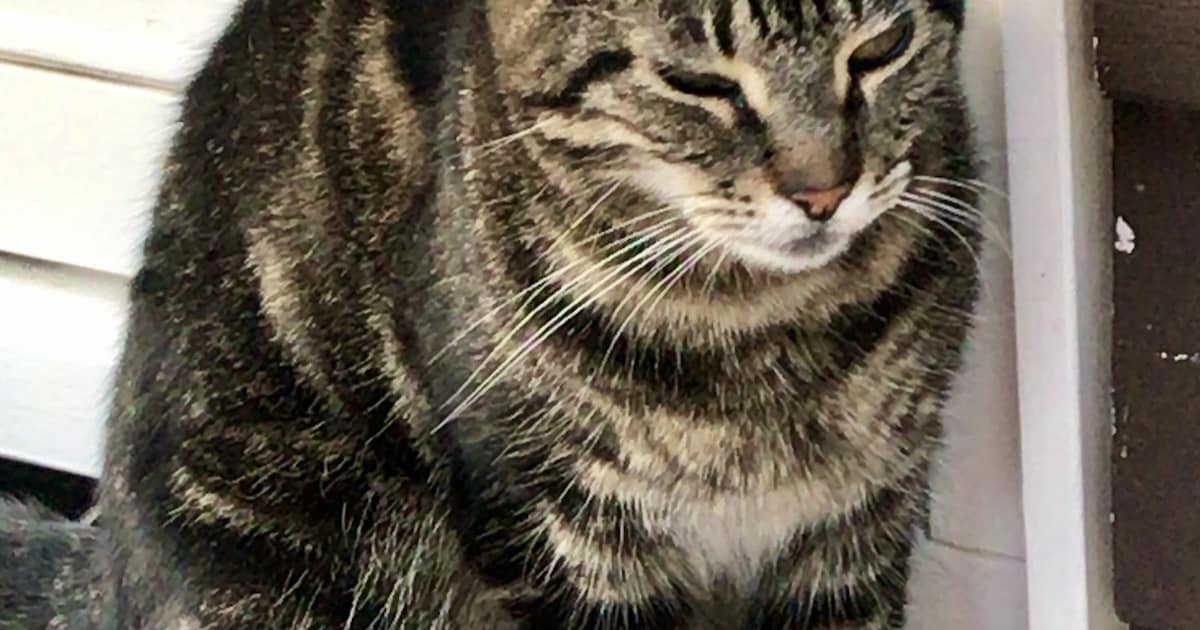 Heb jij Bella gezien? Dit huisdier wordt in Albrandswaard vermist