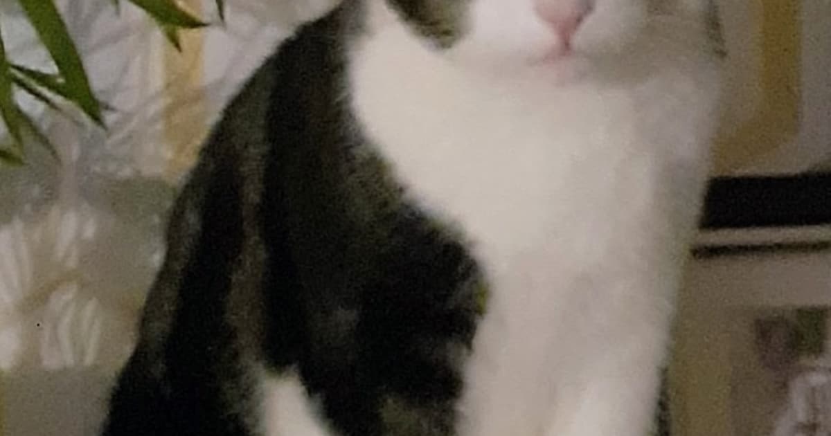 Heb jij Rambo gezien? Dit huisdier wordt in Heemskerk vermist