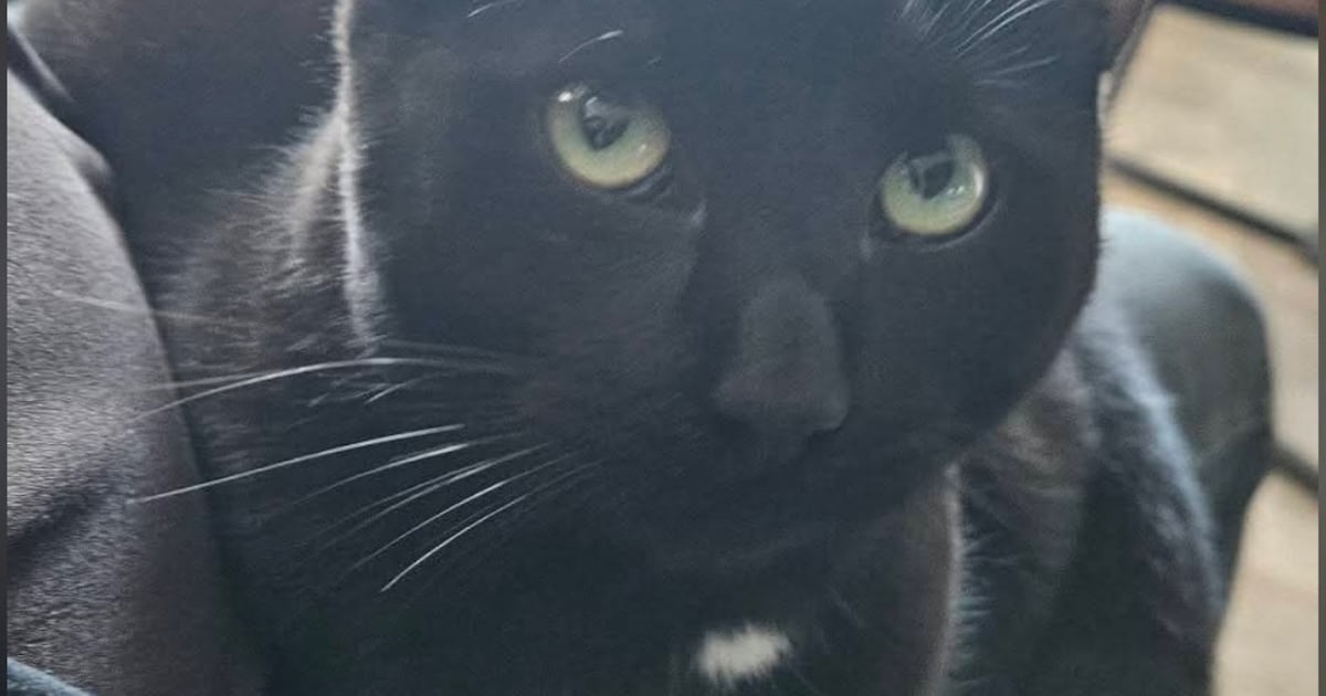 Heb jij Macho gezien? Dit huisdier wordt in Stadskanaal vermist