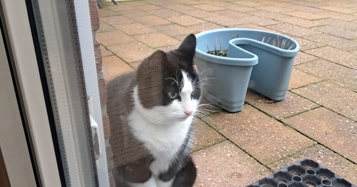 Heb jij Bobby of Link gezien? Deze drie huisdieren worden in Schagen vermist