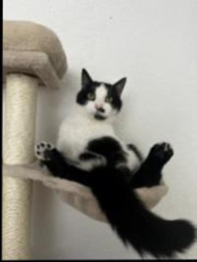 Heb jij Boncuk of Mishka gezien? Deze twee huisdieren worden in Kampen vermist