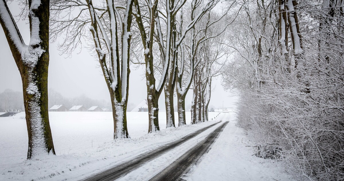 Rondweg Blokzijl gaat ruim 7 ton meer kosten als plan om bomen te redden doorgaat