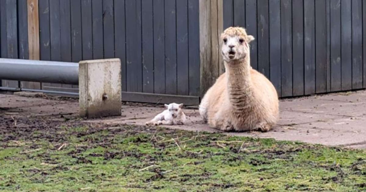 Griendtsveenpark in Erica verwelkomt veel nieuwe dieren