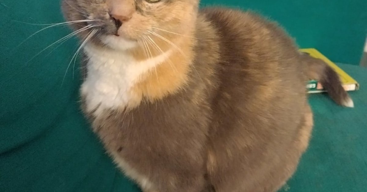 Heb jij Zappy, Lucy of Sushi gezien? Deze vier huisdieren worden in Zeist vermist