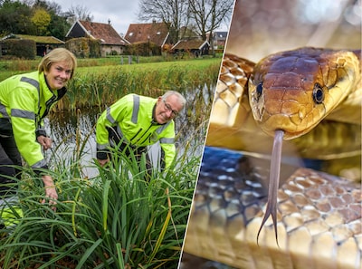 Image related to the article