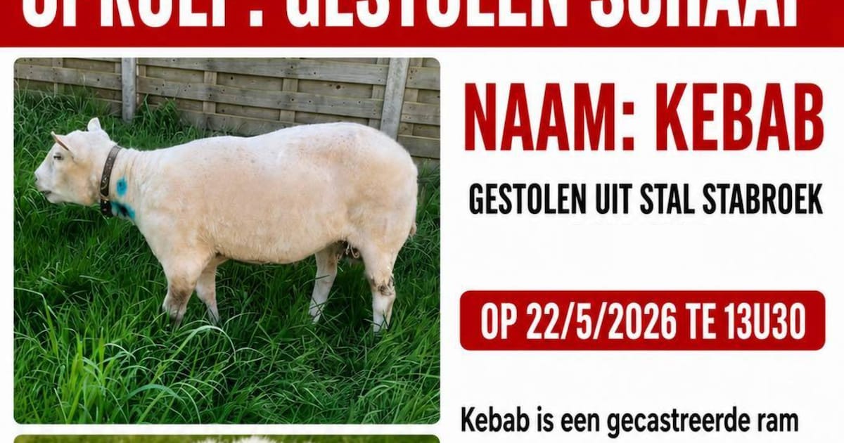Gezin uit Stabroek op zoek naar ram Kebab (14), die gestolen werd uit stal: “Hij is geen vee, hij is