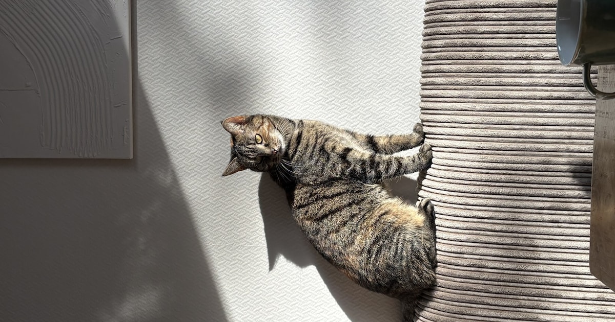 Heb jij Lilly gezien? Dit huisdier wordt in Renkum vermist