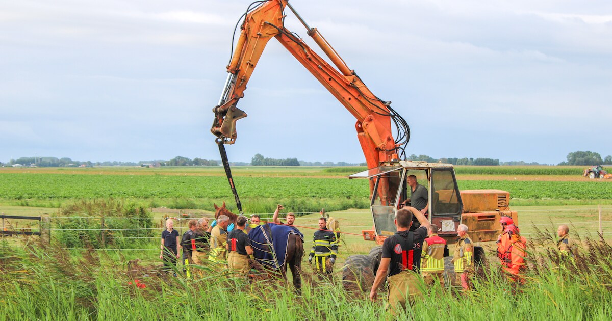 Brandweer redt paard uit sloot in Vrouwenparochie