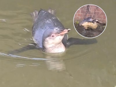 Jonge pinguïn ontsnapt en zwemt 9 kilometer naar ander dorp: ‘Hij is zelfs de weg overgestoken’