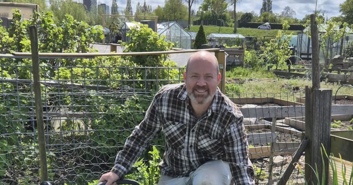 Deze man oogst 100 kilo piepers uit zijn achtertuin: ‘Ik moest er eerst met een kapmes doorheen’