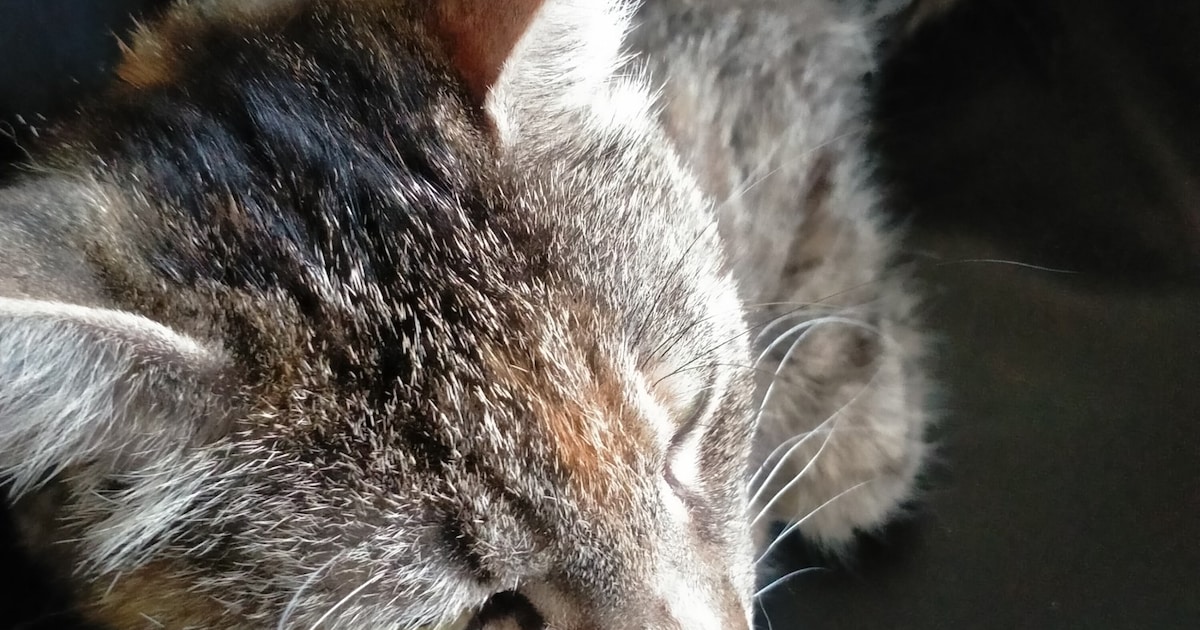 Heb jij Micky of Milo gezien? Deze twee huisdieren worden in Landgraaf vermist