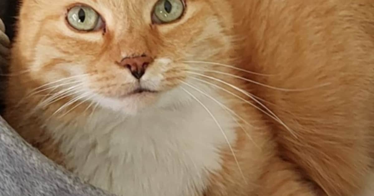 Heb jij Happy, Donna of Moh gezien? Deze vier huisdieren worden in Zeewolde vermist