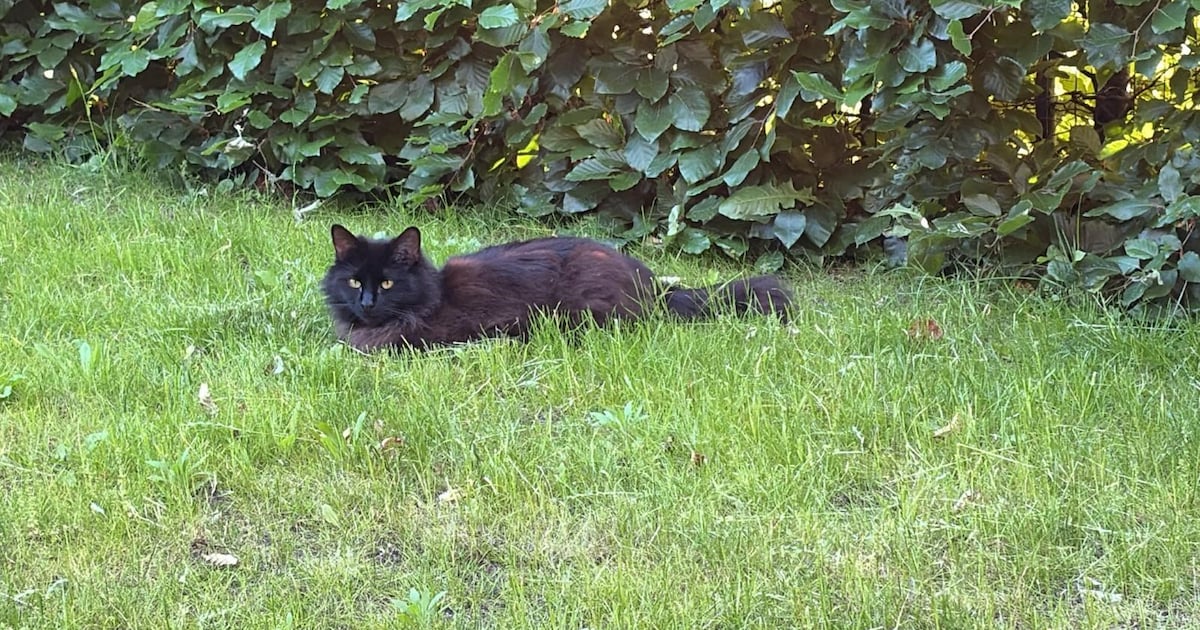 Heb jij Storm gezien? Dit huisdier wordt in Leiderdorp vermist