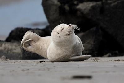Bowien stapte meteen in de auto en zette zeldzame albino zeehond op de foto