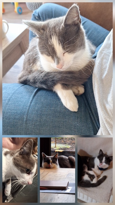 Heb jij Boaz gezien? Dit huisdier wordt in Zaltbommel vermist