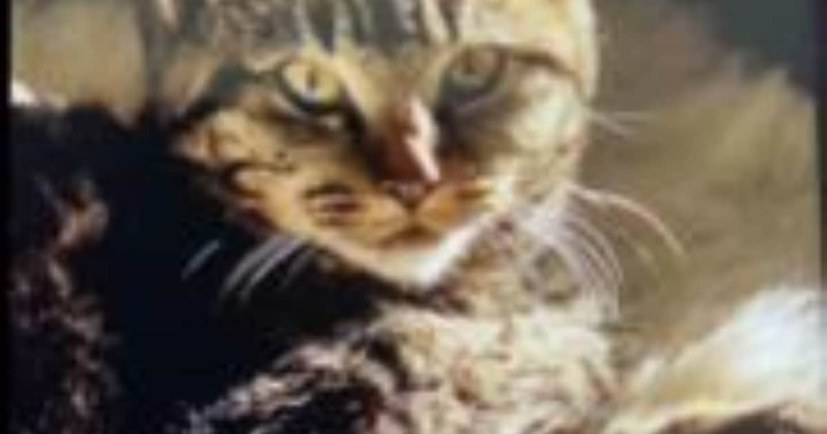 Heb jij Çita, Turbo of Lloyd gezien? Deze drie huisdieren worden in Heemskerk vermist