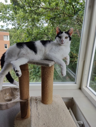 Heb jij Tommie, Rocco of Rocky gezien? Deze 10 huisdieren worden in Nijmegen vermist