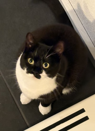 Heb jij Sunny of Puck gezien? Deze twee huisdieren worden in Kampen vermist