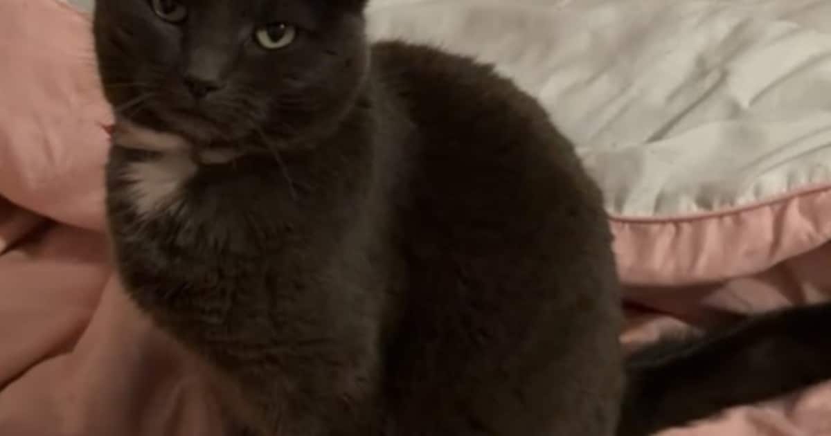 Heb jij Jackie, Nissa of Guus gezien? Deze drie huisdieren worden in Zeewolde vermist