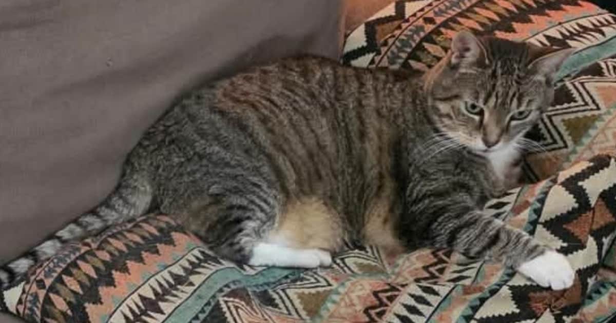 Heb jij Waus, Kayra of Groover gezien? Deze drie huisdieren worden in Ridderkerk vermist